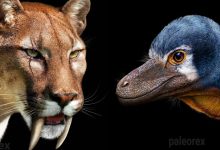 Artista mostra como esses animais extintos poderiam ser na vida real em suas 30 ilustrações 49