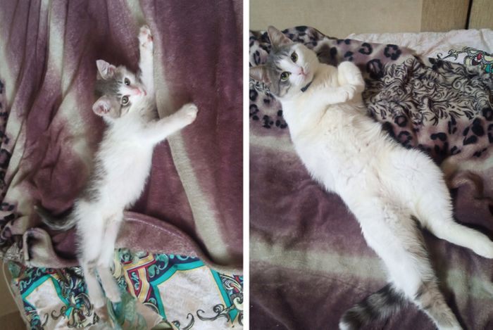 17 bichinhos que era pequenos e agora são grandes 2