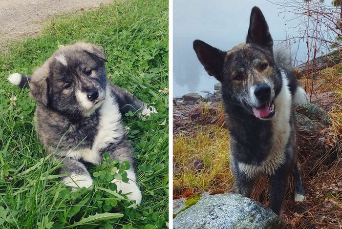 17 bichinhos que era pequenos e agora são grandes 3