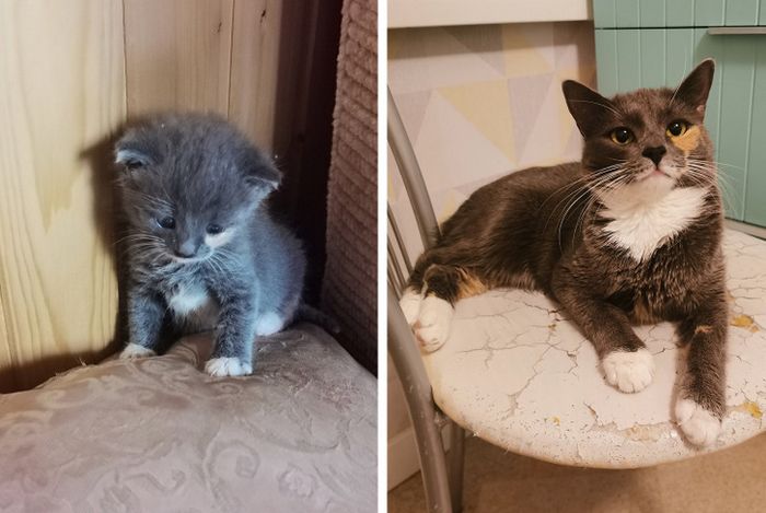 17 bichinhos que era pequenos e agora são grandes 4