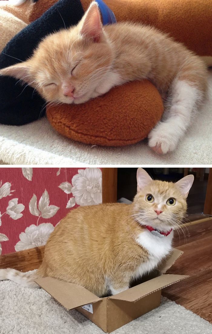 17 bichinhos que era pequenos e agora são grandes 5