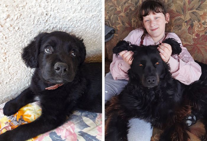 17 bichinhos que era pequenos e agora são grandes 6