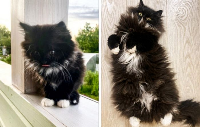 17 bichinhos que era pequenos e agora são grandes 7