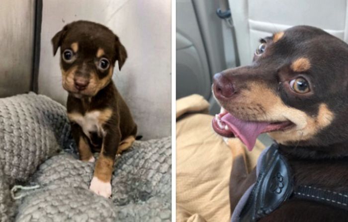 17 bichinhos que era pequenos e agora são grandes 8