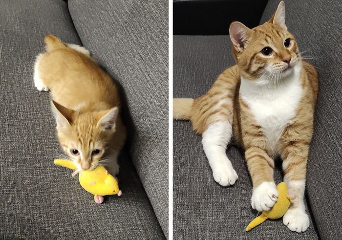 17 bichinhos que era pequenos e agora são grandes 9