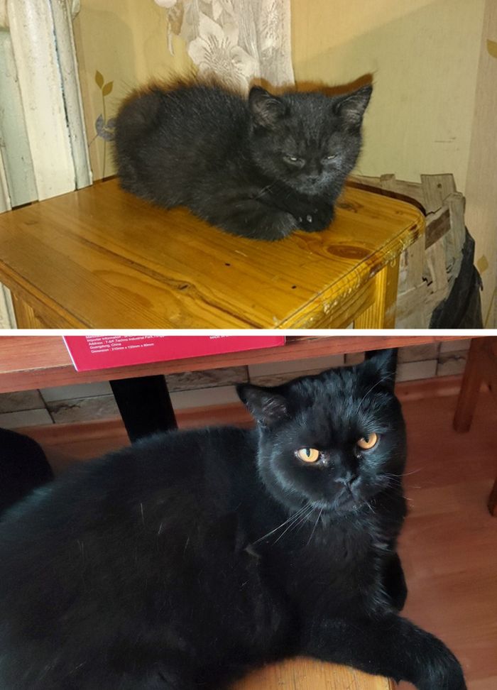 17 bichinhos que era pequenos e agora são grandes 10