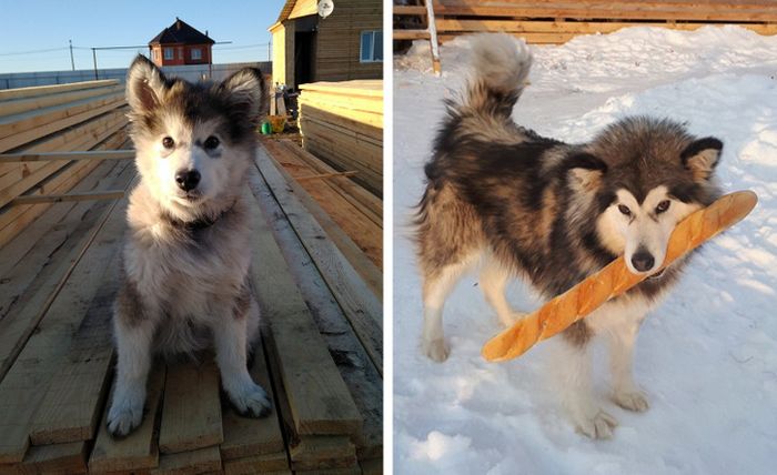 17 bichinhos que era pequenos e agora são grandes 11