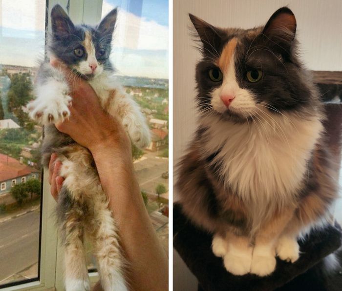 17 bichinhos que era pequenos e agora são grandes 12