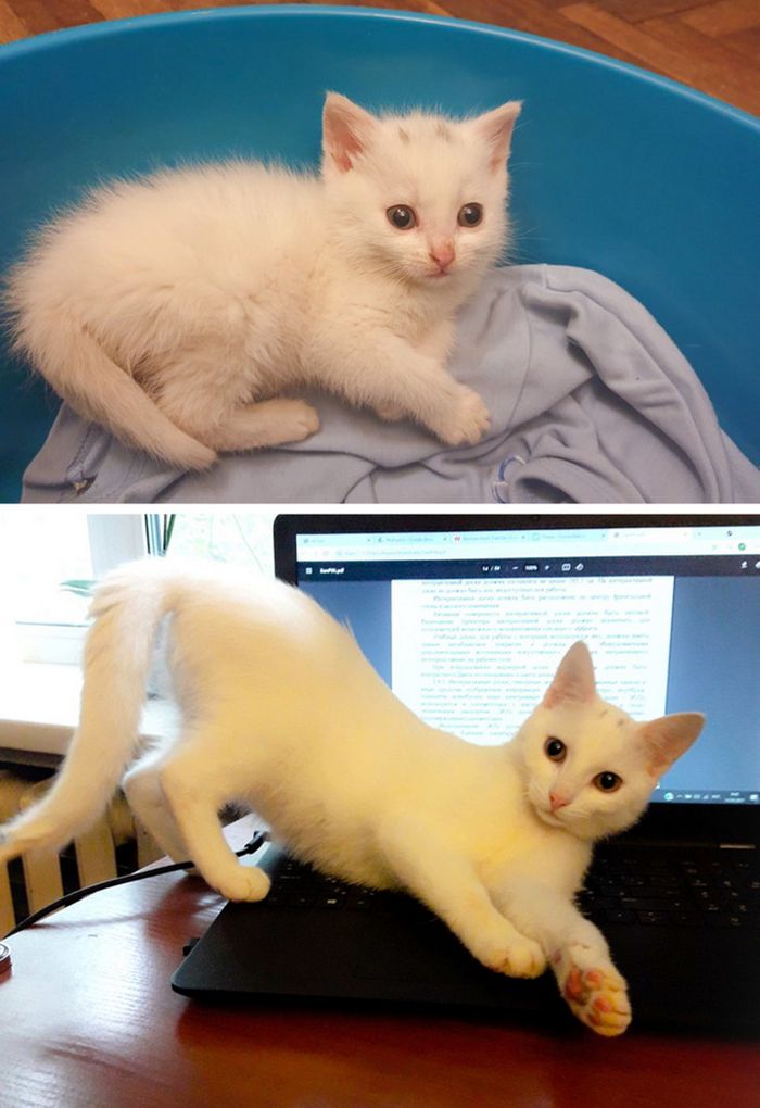 17 bichinhos que era pequenos e agora são grandes 14