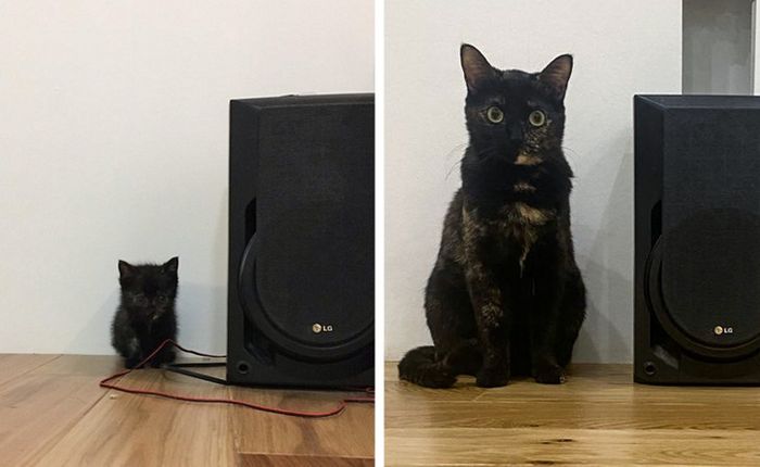 17 bichinhos que era pequenos e agora são grandes 16