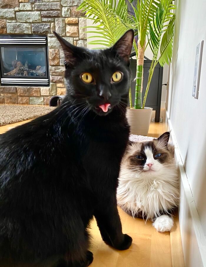 36 fotos de animais de estimação sendo totalmente idiota 1