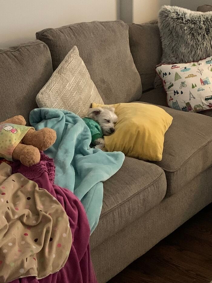 36 fotos de animais de estimação sendo totalmente idiota 3