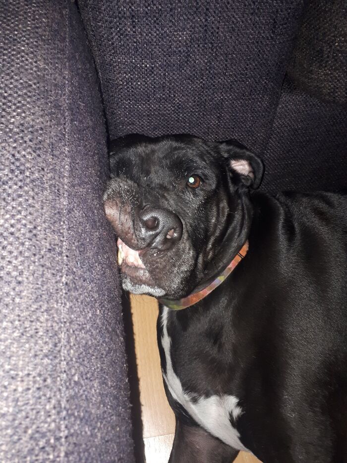 36 fotos de animais de estimação sendo totalmente idiota 4