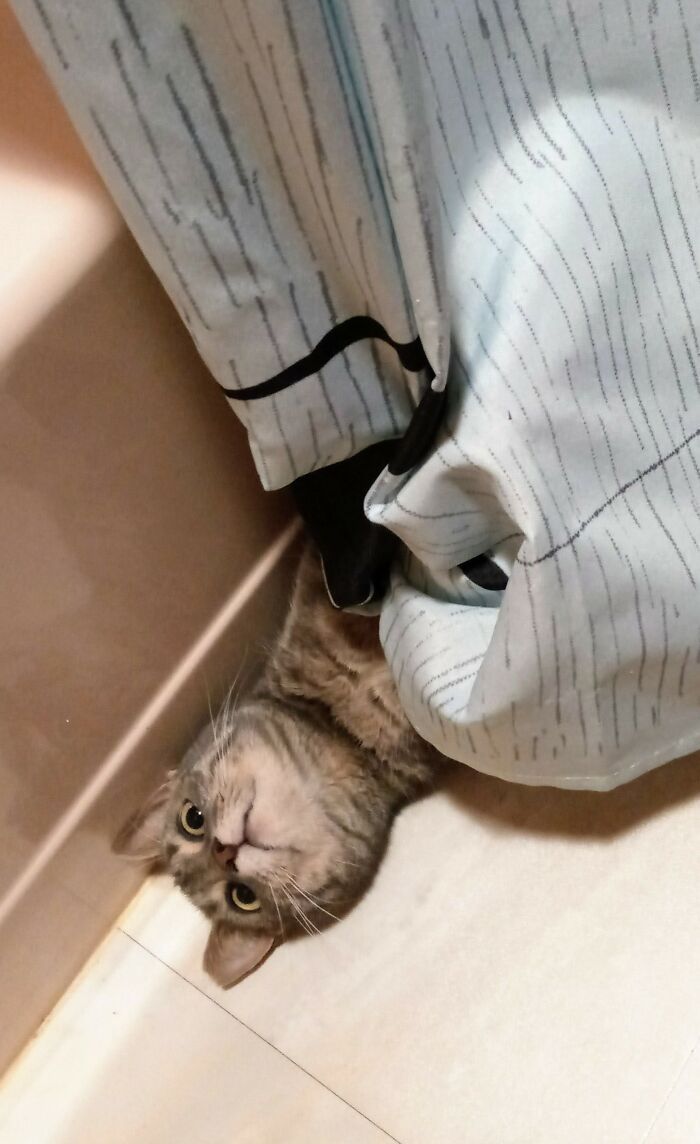 36 fotos de animais de estimação sendo totalmente idiota 5