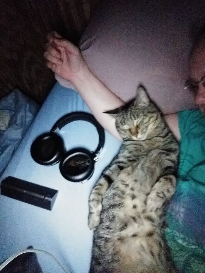 36 fotos de animais de estimação sendo totalmente idiota 6