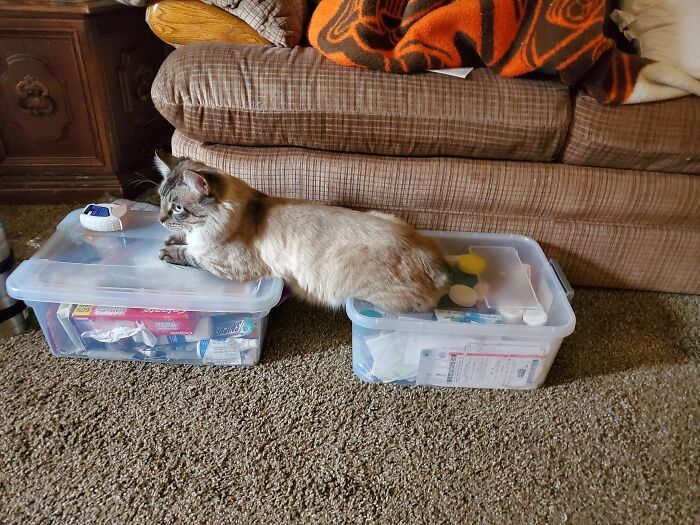 36 fotos de animais de estimação sendo totalmente idiota 7