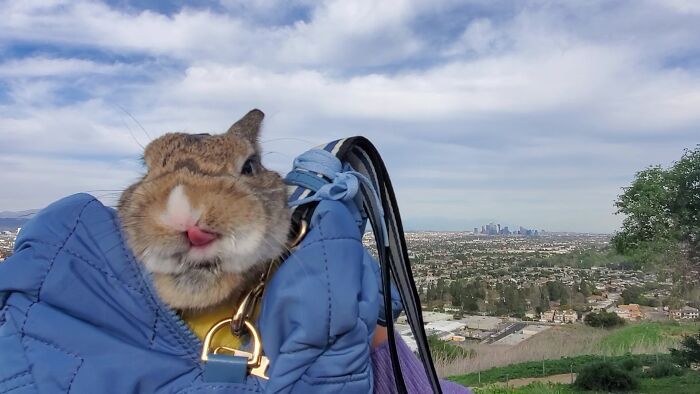 36 fotos de animais de estimação sendo totalmente idiota 8