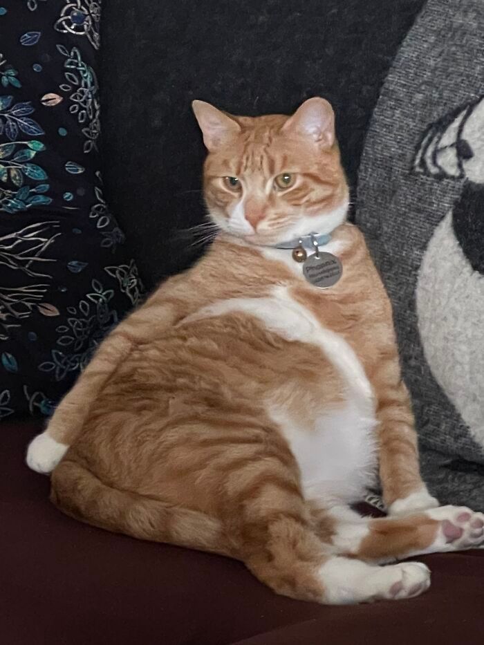 36 fotos de animais de estimação sendo totalmente idiota 10