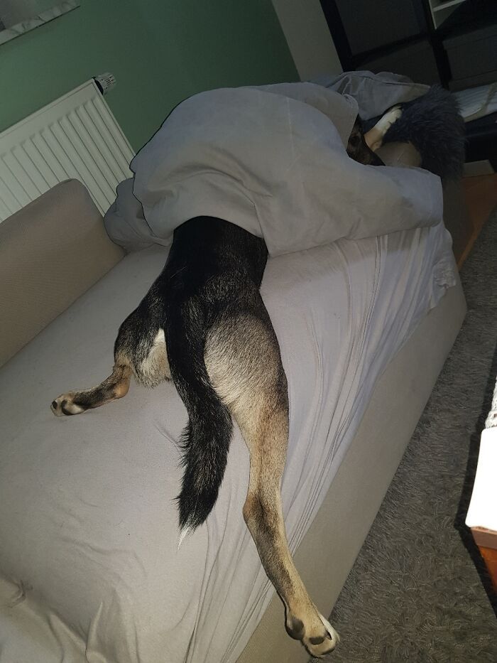 36 fotos de animais de estimação sendo totalmente idiota 11