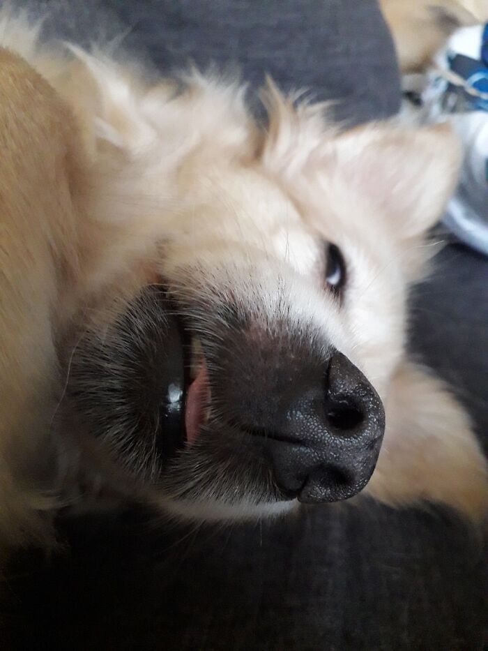 36 fotos de animais de estimação sendo totalmente idiota 12