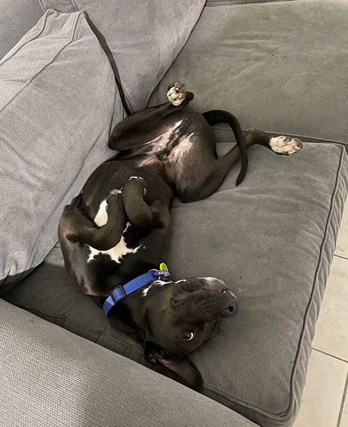 36 fotos de animais de estimação sendo totalmente idiota 13