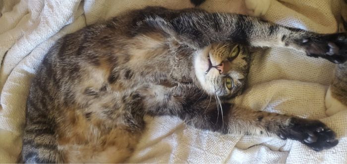 36 fotos de animais de estimação sendo totalmente idiota 15