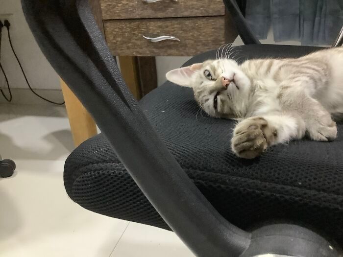 36 fotos de animais de estimação sendo totalmente idiota 16