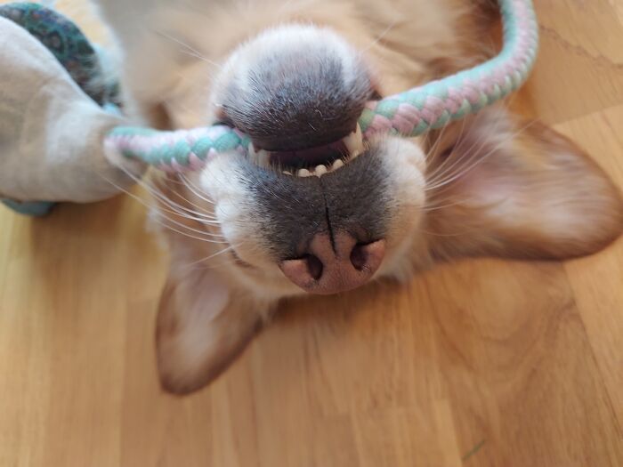 36 fotos de animais de estimação sendo totalmente idiota 17