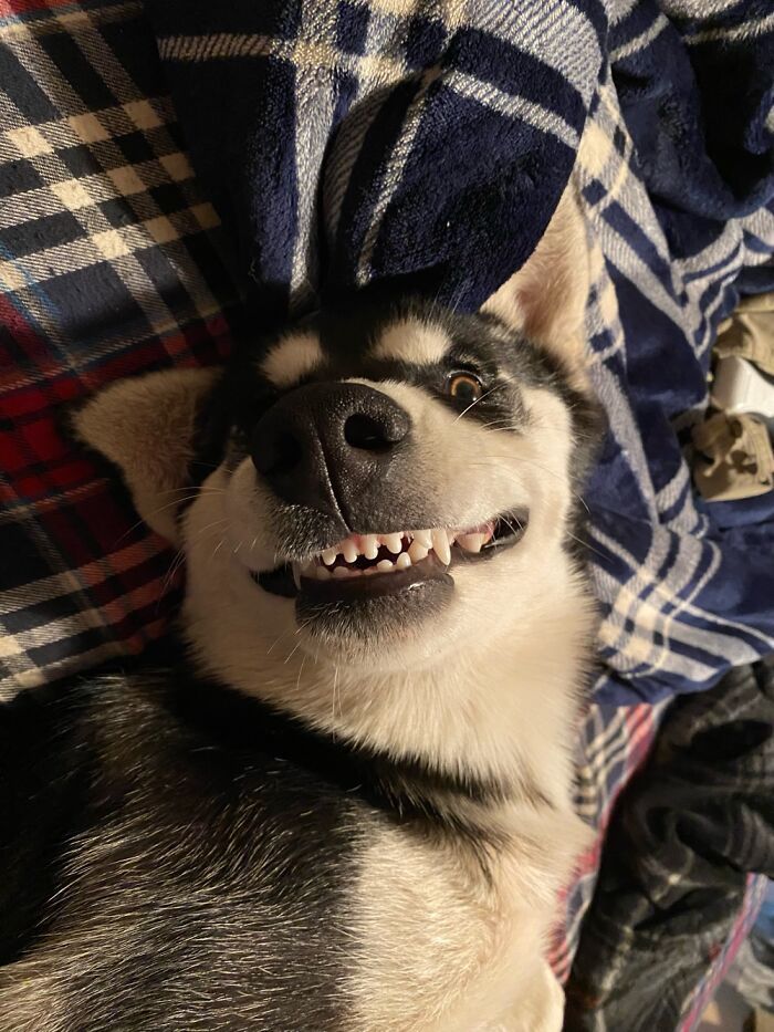 36 fotos de animais de estimação sendo totalmente idiota 18