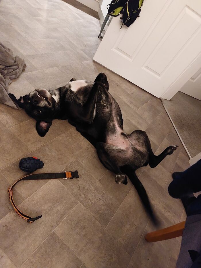 36 fotos de animais de estimação sendo totalmente idiota 19