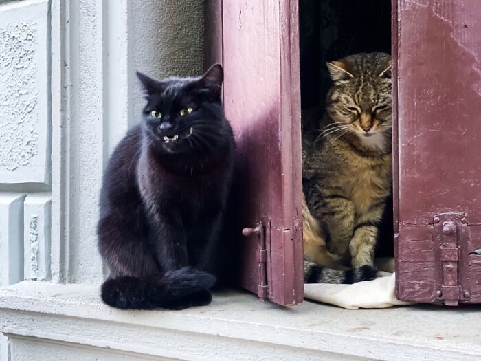 36 fotos de animais de estimação sendo totalmente idiota 20