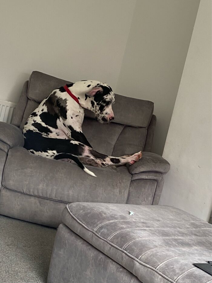 36 fotos de animais de estimação sendo totalmente idiota 22