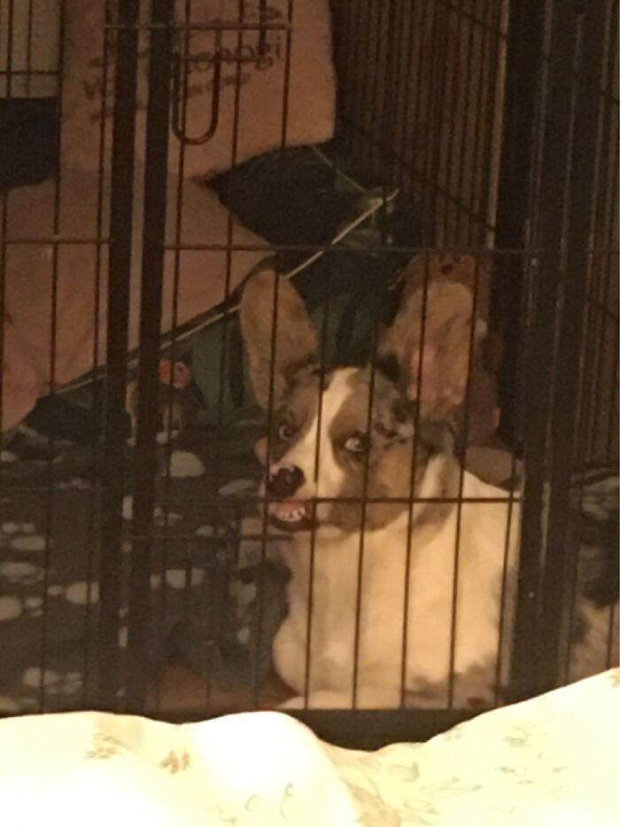 36 fotos de animais de estimação sendo totalmente idiota 23