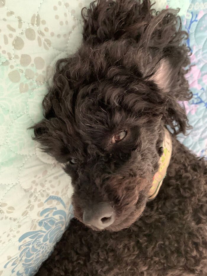 36 fotos de animais de estimação sendo totalmente idiota 24