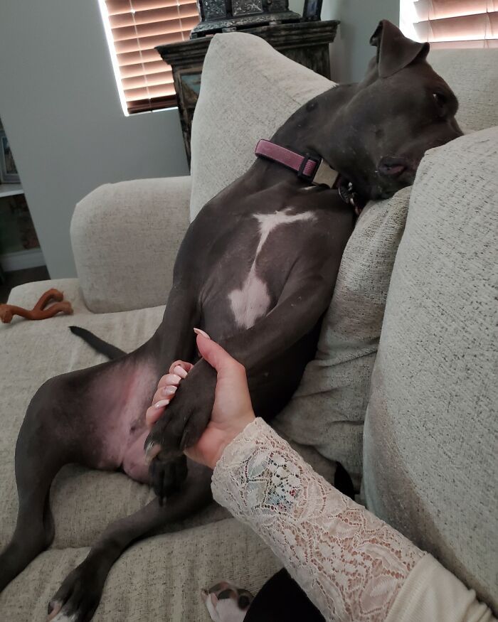 36 fotos de animais de estimação sendo totalmente idiota 25