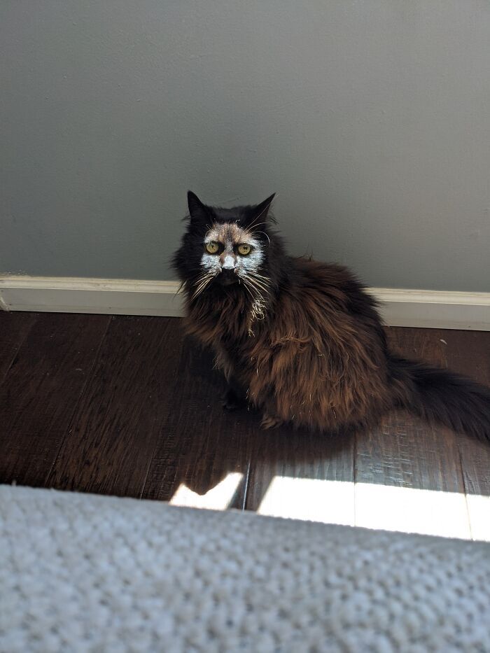 36 fotos de animais de estimação sendo totalmente idiota 26