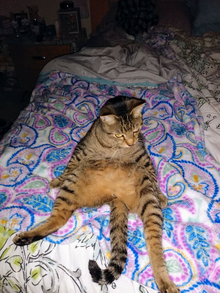 36 fotos de animais de estimação sendo totalmente idiota 27