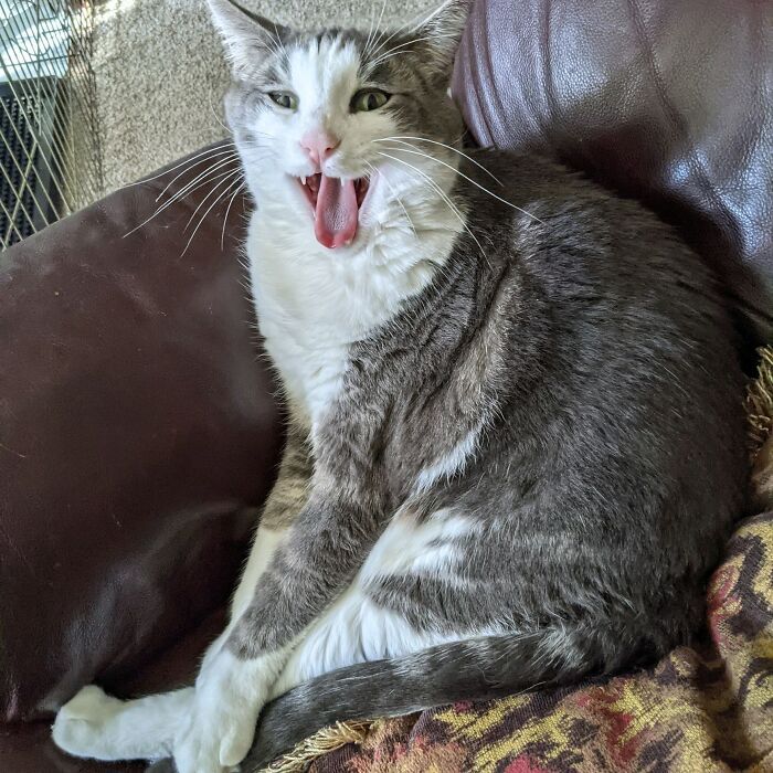 36 fotos de animais de estimação sendo totalmente idiota 28