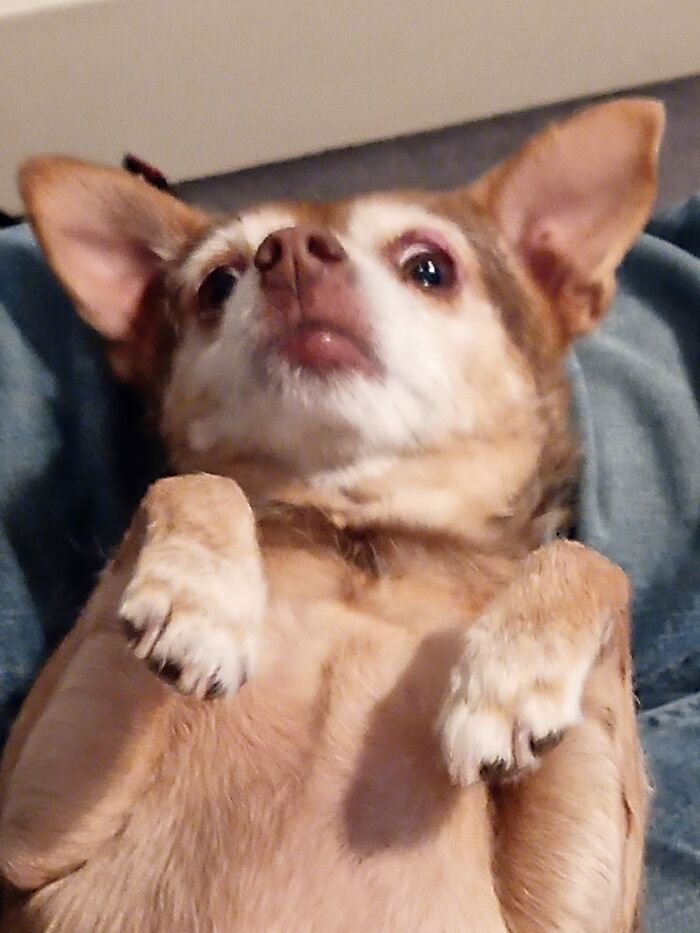 36 fotos de animais de estimação sendo totalmente idiota 29