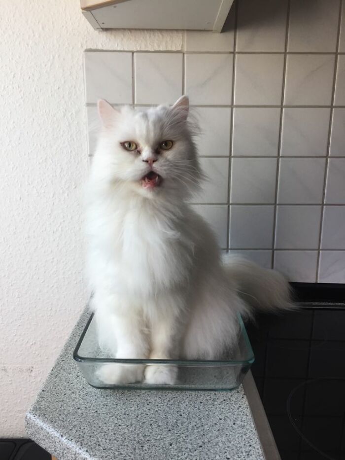 36 fotos de animais de estimação sendo totalmente idiota 30