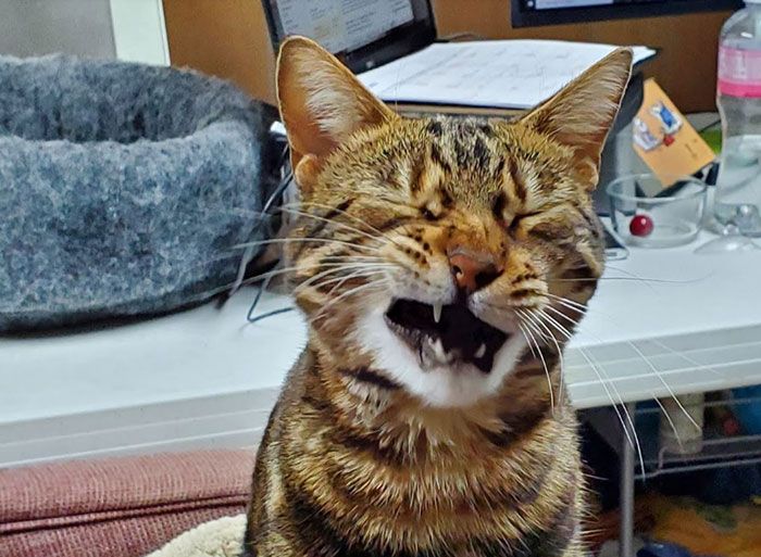 36 fotos de animais de estimação sendo totalmente idiota 31