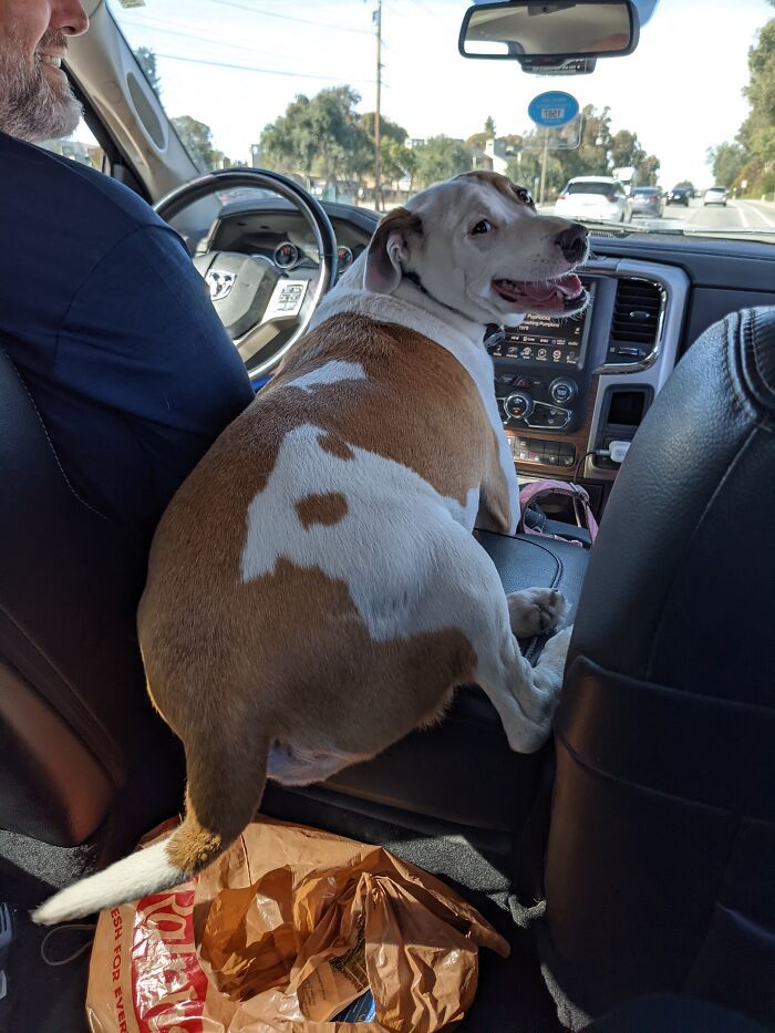 36 fotos de animais de estimação sendo totalmente idiota 32