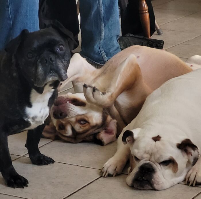 36 fotos de animais de estimação sendo totalmente idiota 33