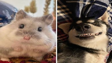 36 fotos de animais de estimação sendo totalmente idiota 38