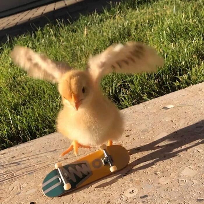 42 fotos de animais que são impossíveis de explicar 1