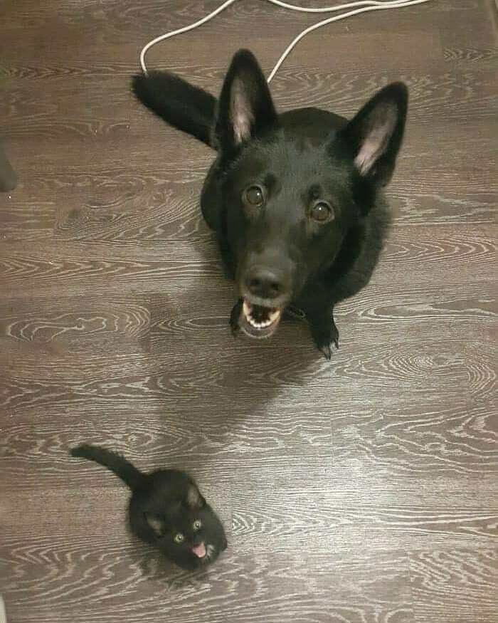 42 fotos de animais que são impossíveis de explicar 2