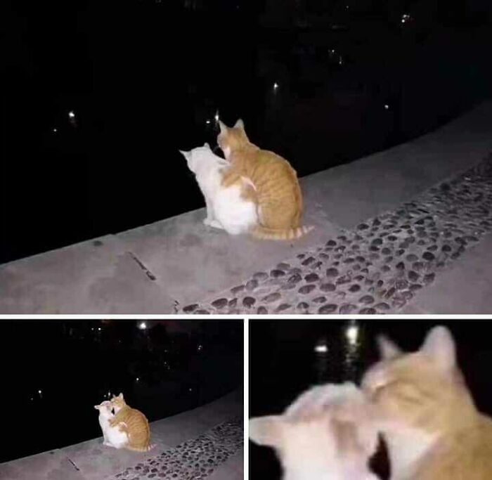 42 fotos de animais que são impossíveis de explicar 3