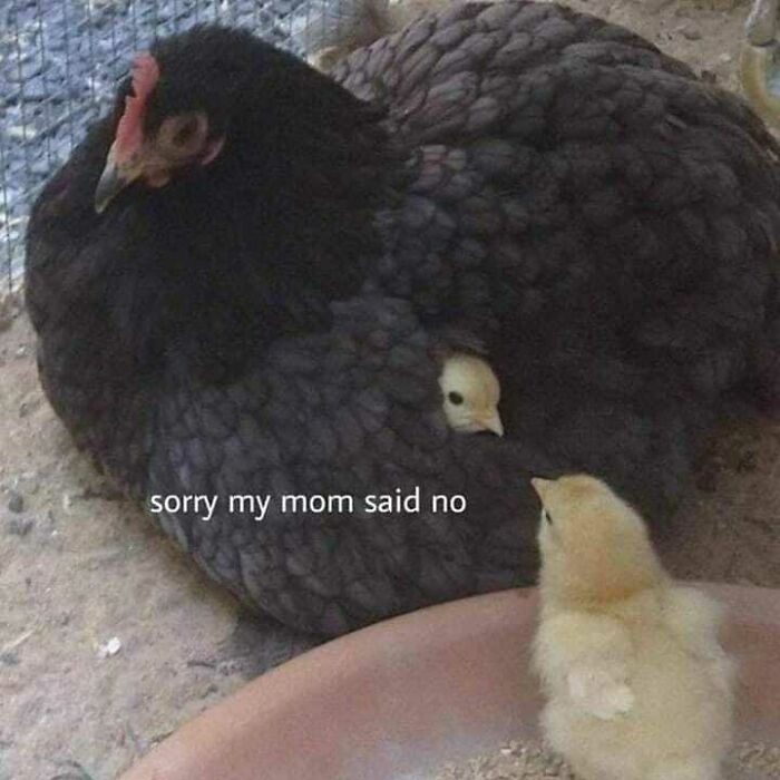 42 fotos de animais que são impossíveis de explicar 4