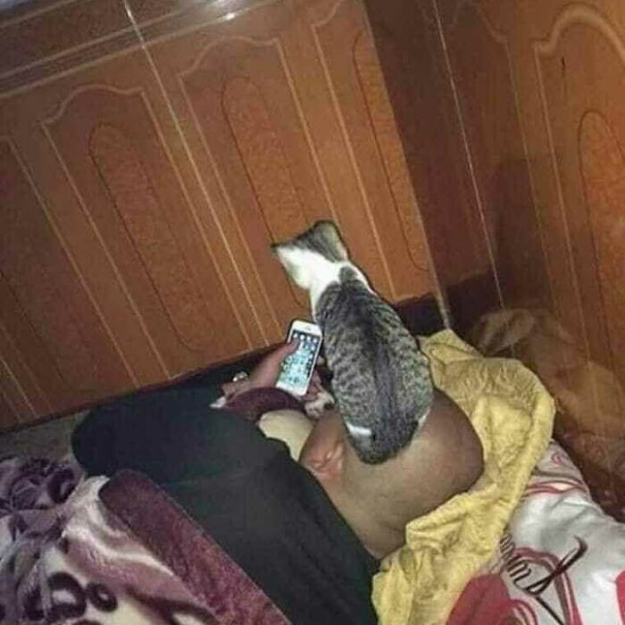 42 fotos de animais que são impossíveis de explicar 10