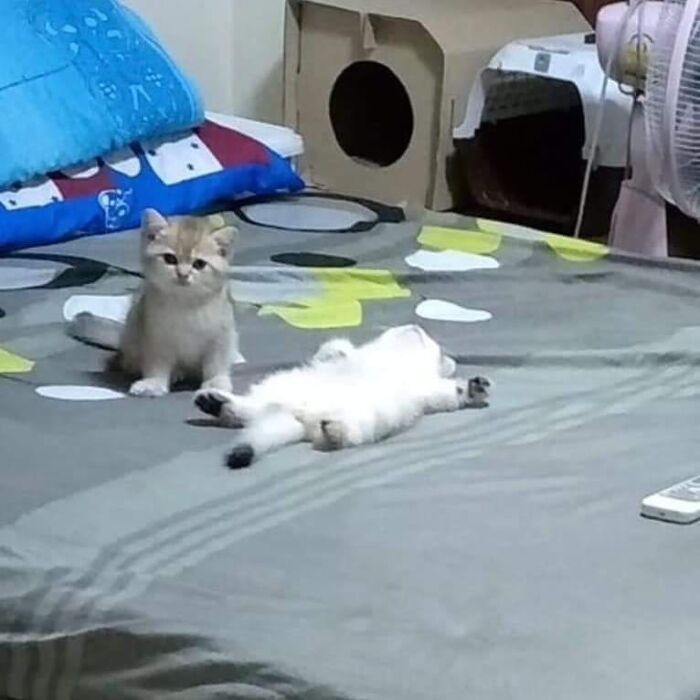 42 fotos de animais que são impossíveis de explicar 14